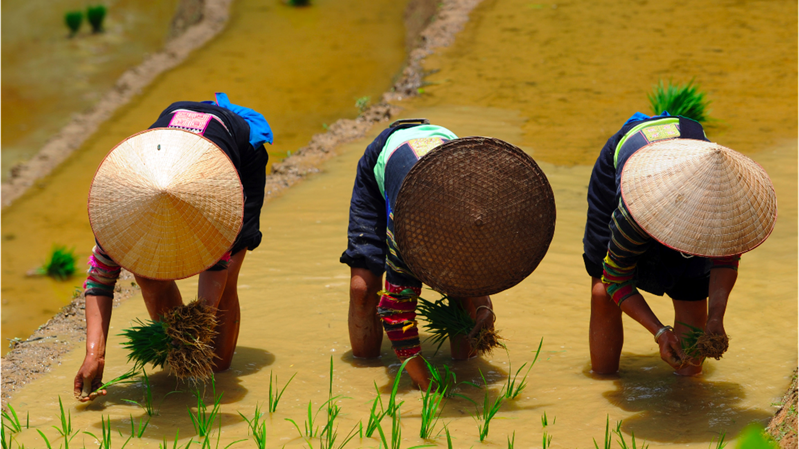 Plantation de riz chez les lolo noirs, région de Cao Bang, Vietnam 2015