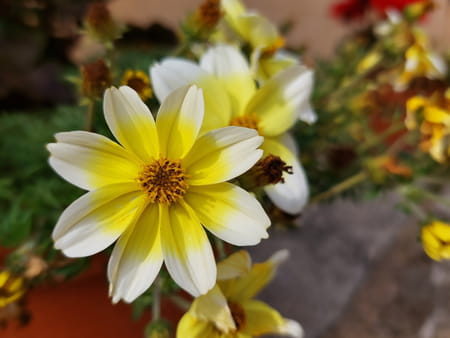 bidens-aurea