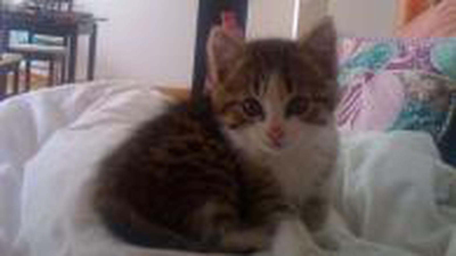 La pose