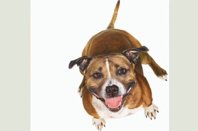 La combativité du Staffordshire terrier