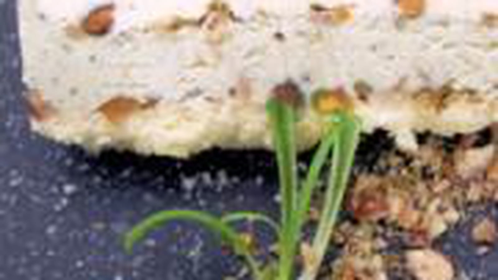 Terrine de fromages aux fruits secs