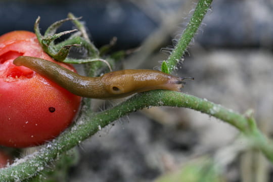Contre les escargots et les limaces, il suffit simplement de garder cet objet qui finit en principe &agrave; la poubelle