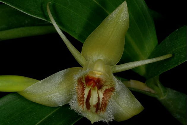 Drôle de Coelogyne pallens