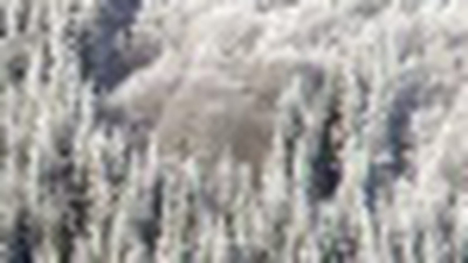 Sapins