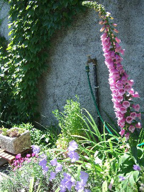 Majestueuse digitale