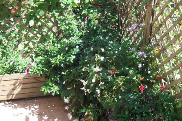 Des treillis qui font le bonheur des plantes grimpantes