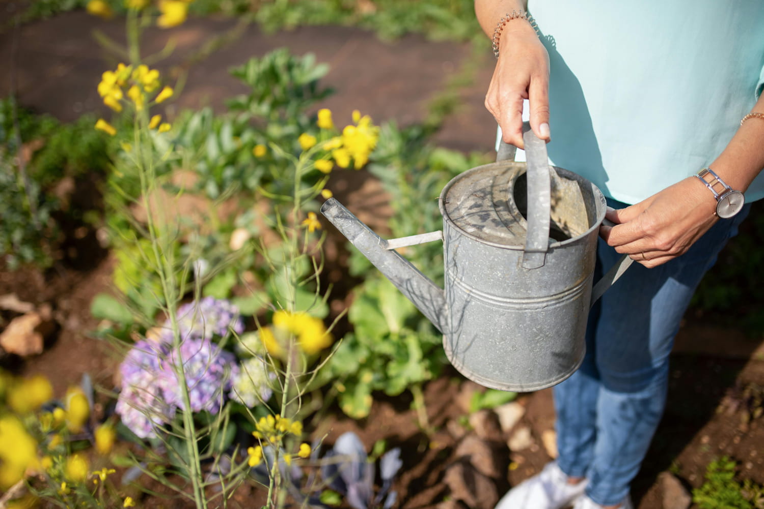 Matin ou soir : un expert révèle le meilleur moment pour arroser les plantes cet été