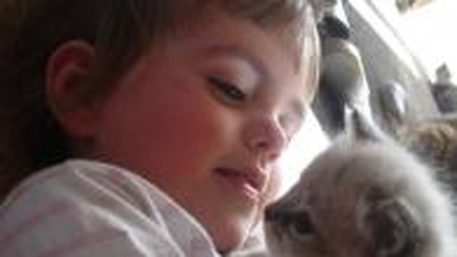 Tendresse de chat