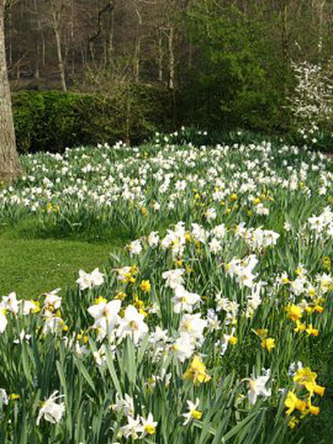 Les milliers de bulbes de la chambre du printemps