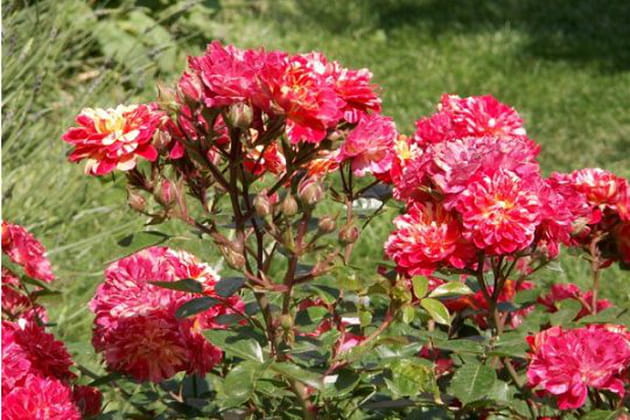 Un jardin très parfumé