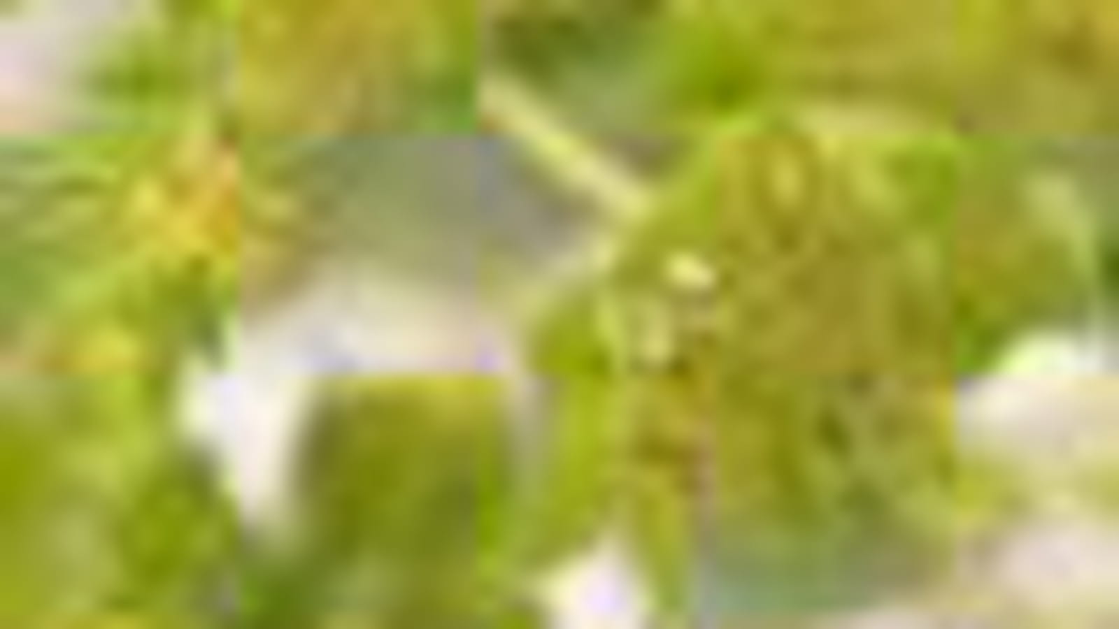 Le bupleurum