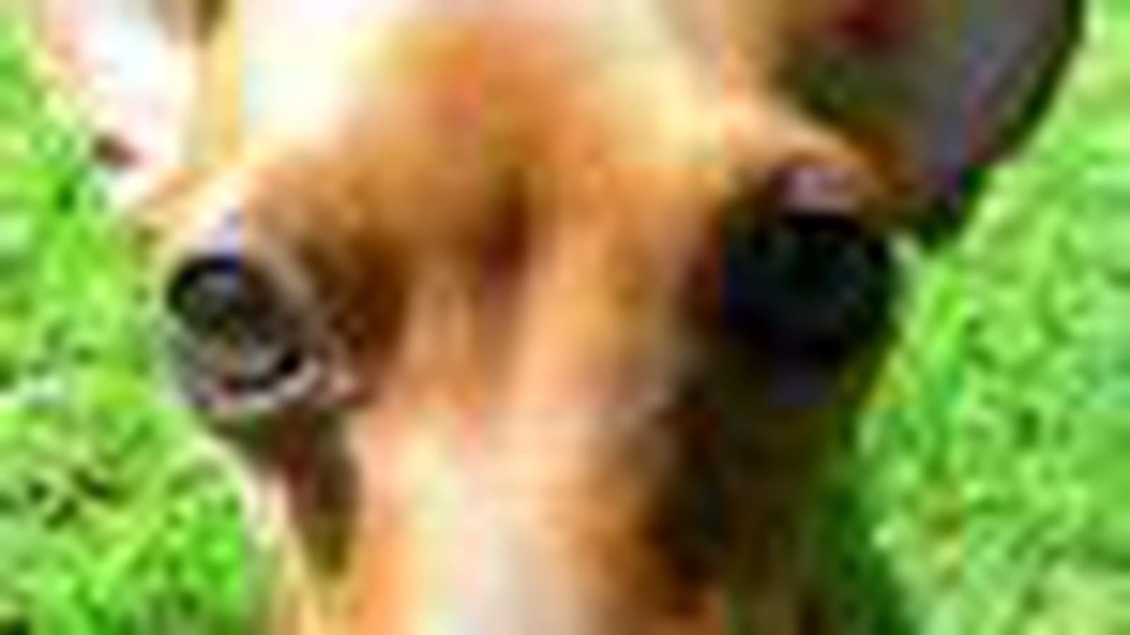 Le Pinscher