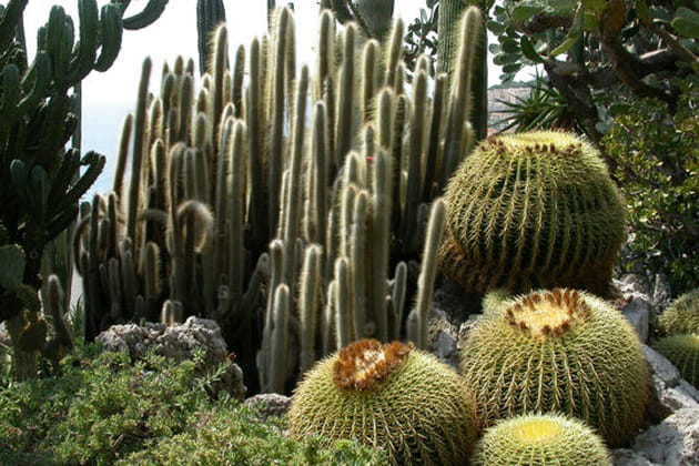 Une balade au milieu des plantes succulentes et des cact&eacute;es
