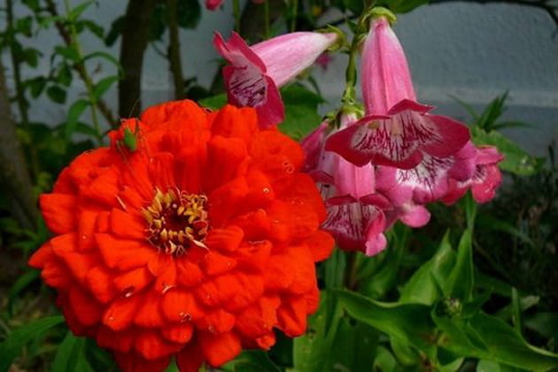 Penstémons et zinnias font bon ménage