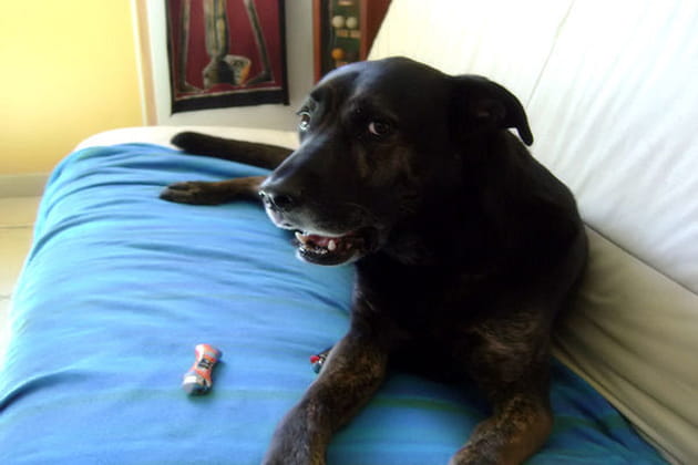 Max, le chien qui boude