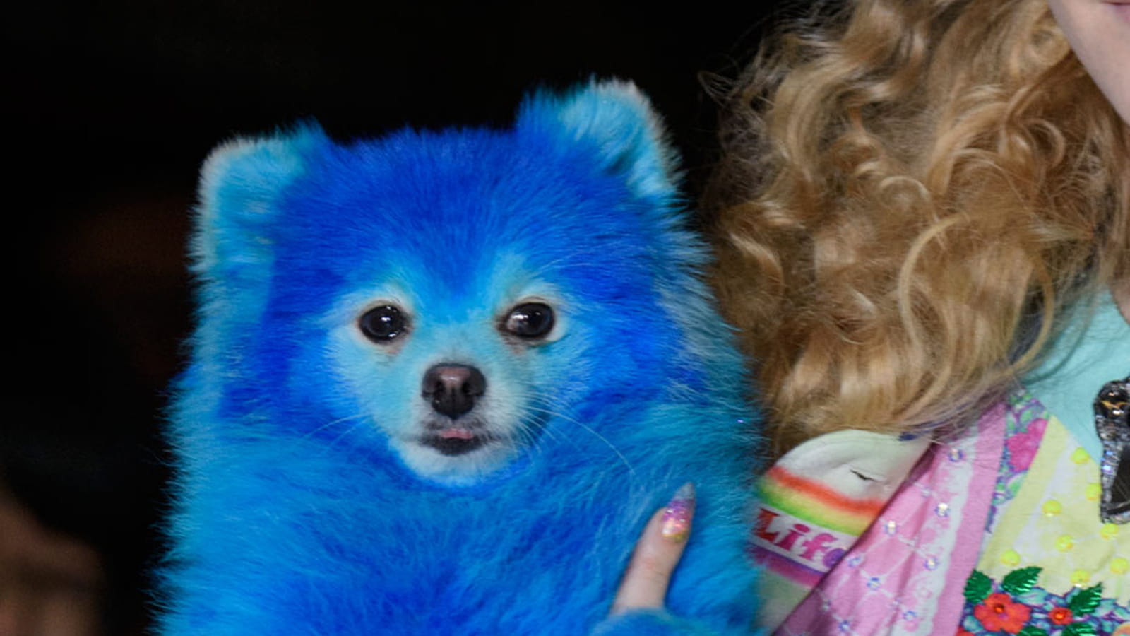 Chien bleu Manish Arora