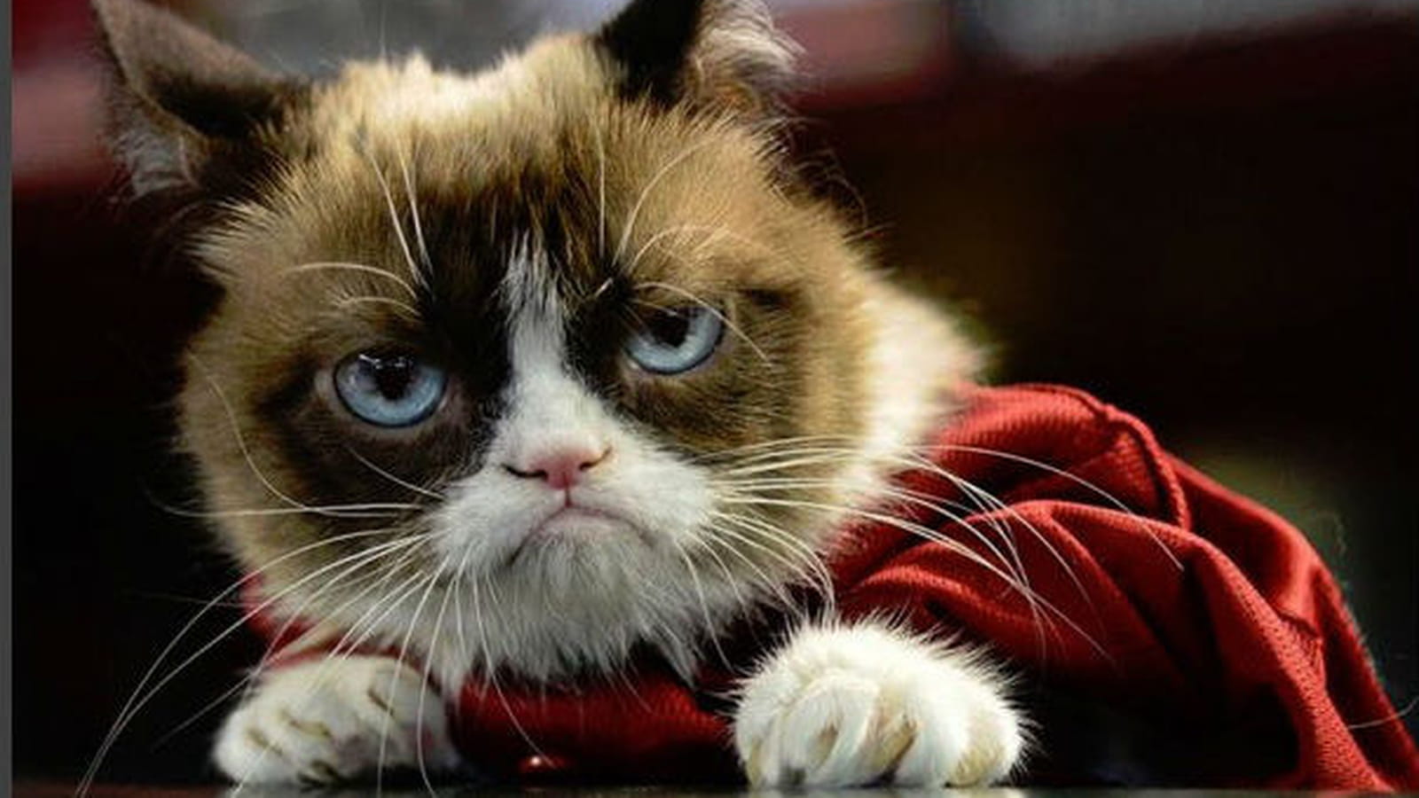 Grumpy Cat, le chat le plus grincheux du monde