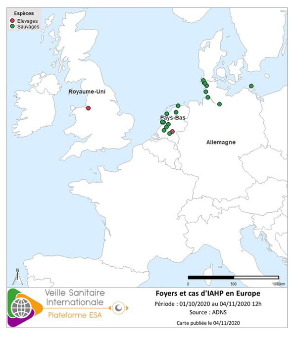 Foyers et cas d’influenza aviaire hautement pathogène (IAHP) en Europe à la date du 4 novembre 2020