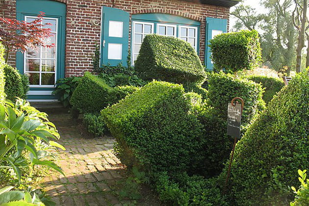 Les drôles de buis de la chambre d'hiver