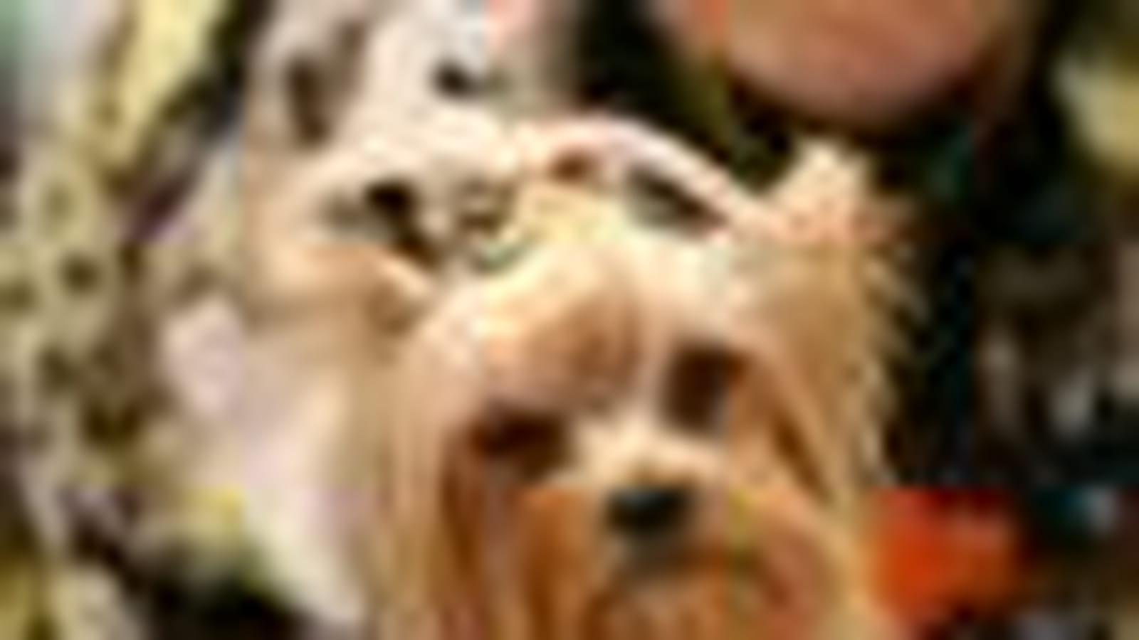 Défilé de mode canin