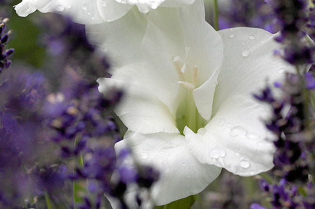 La douceur des glaïeuls blancs