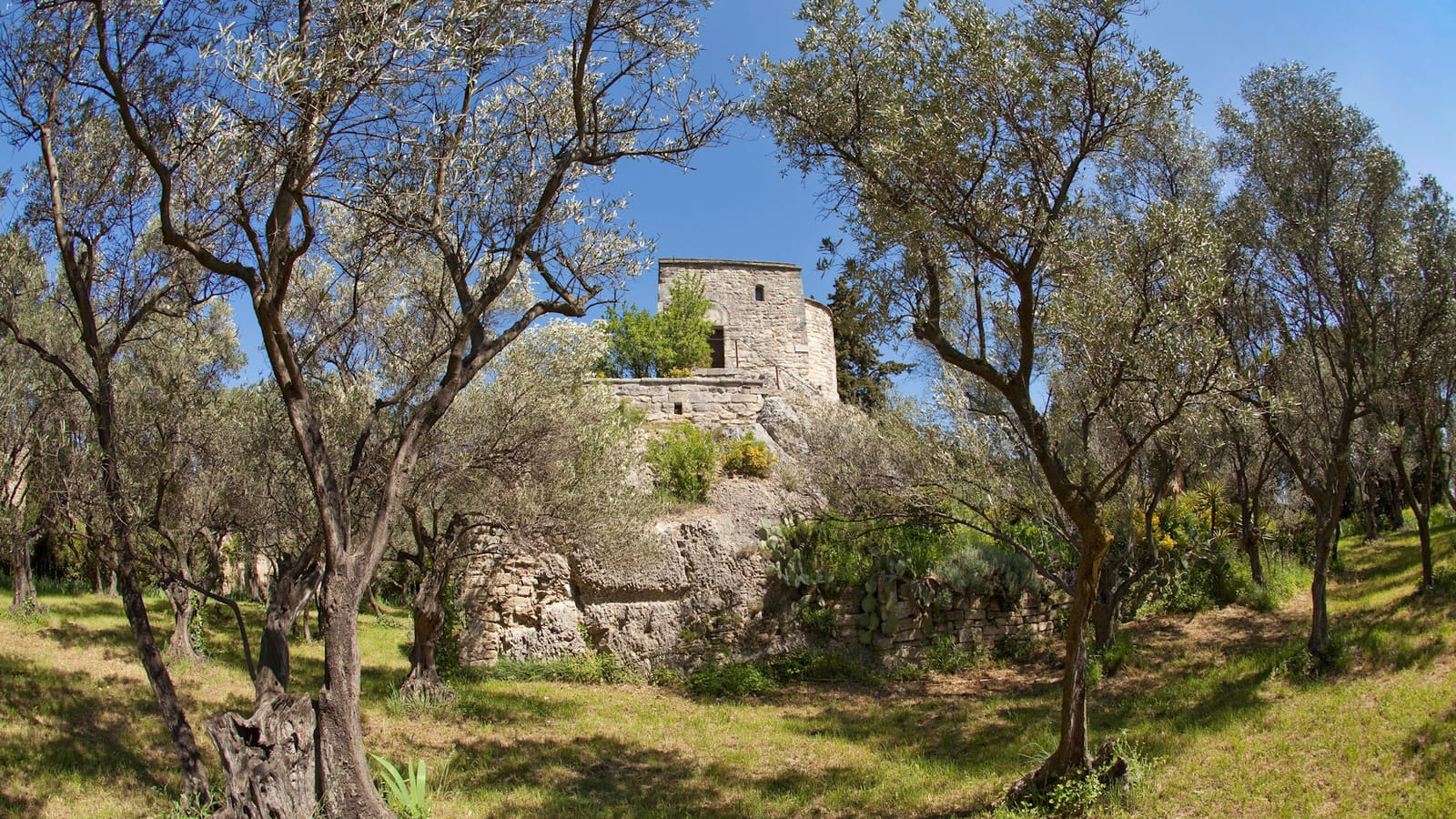 Oliveraie avec chapelle