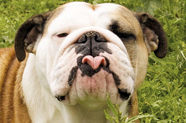 Un bulldog &agrave; la bouche en coeur