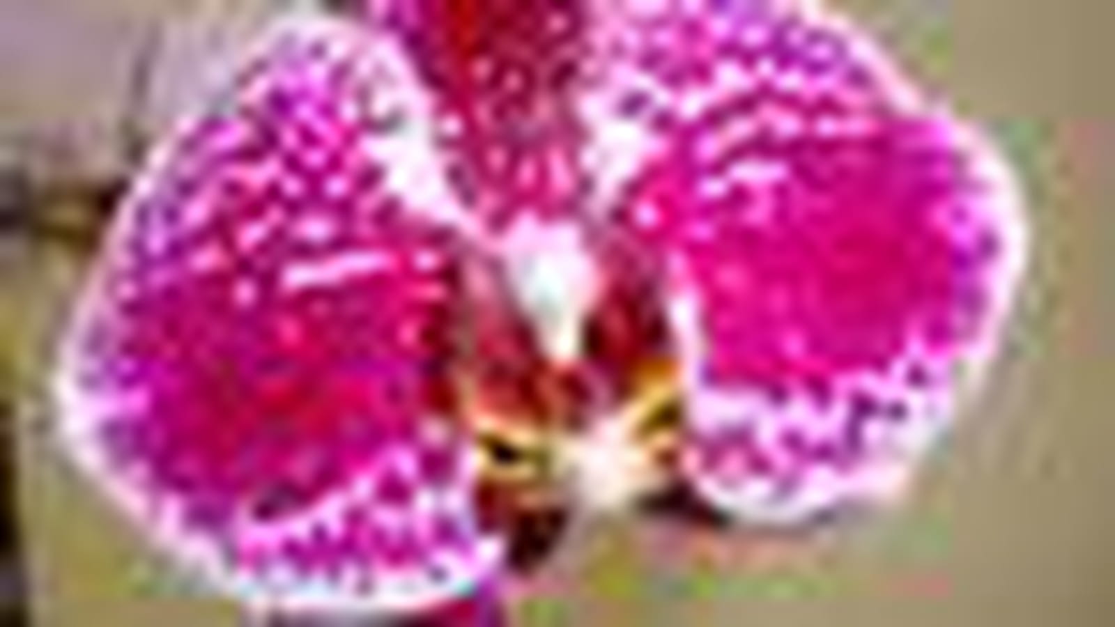 Orchidée