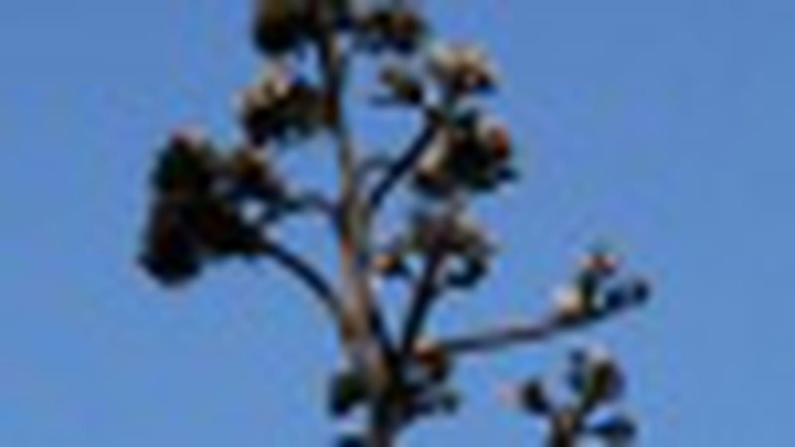 Yuccas, agaves et cactus