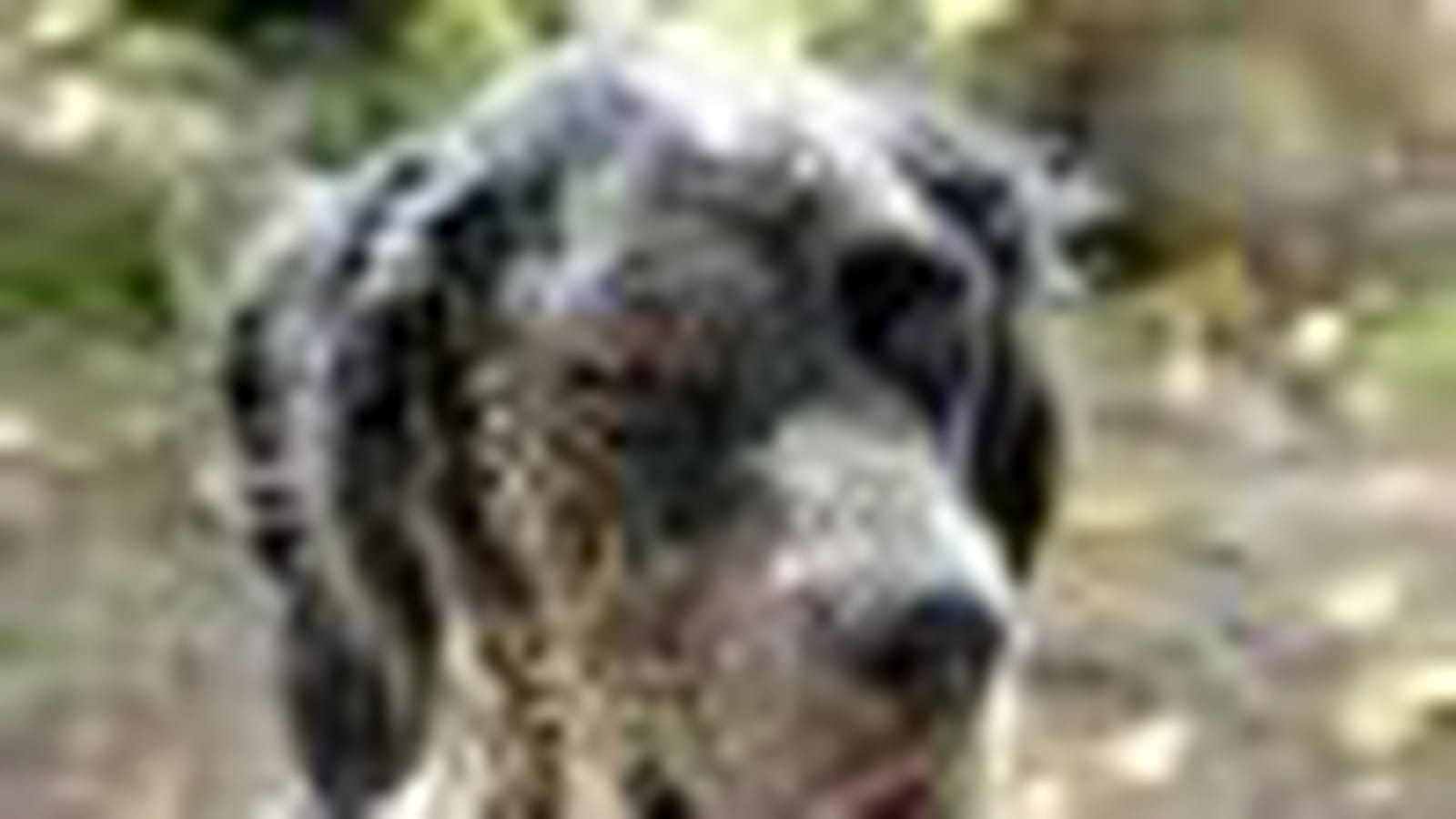 Setter anglais