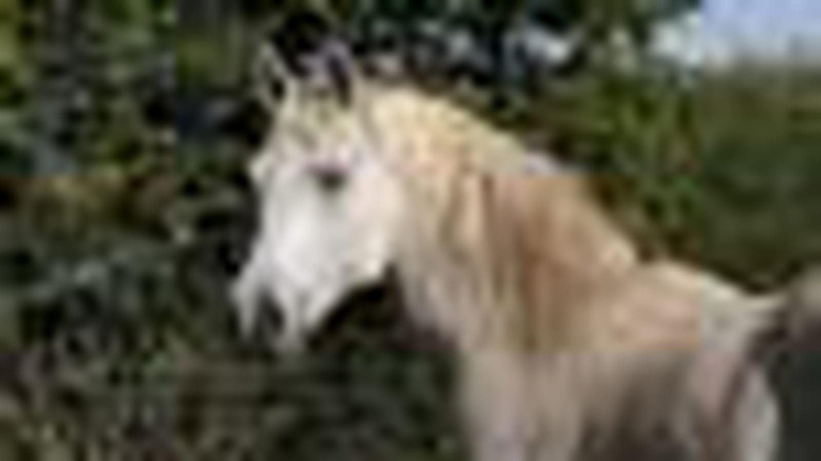 La licorne blanche