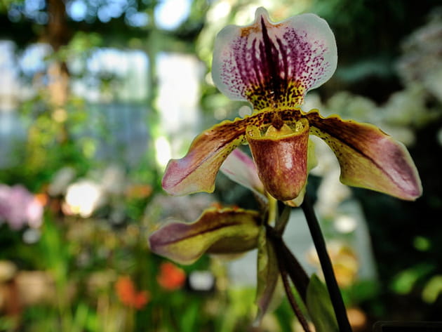 Paphiopedilum leeanum