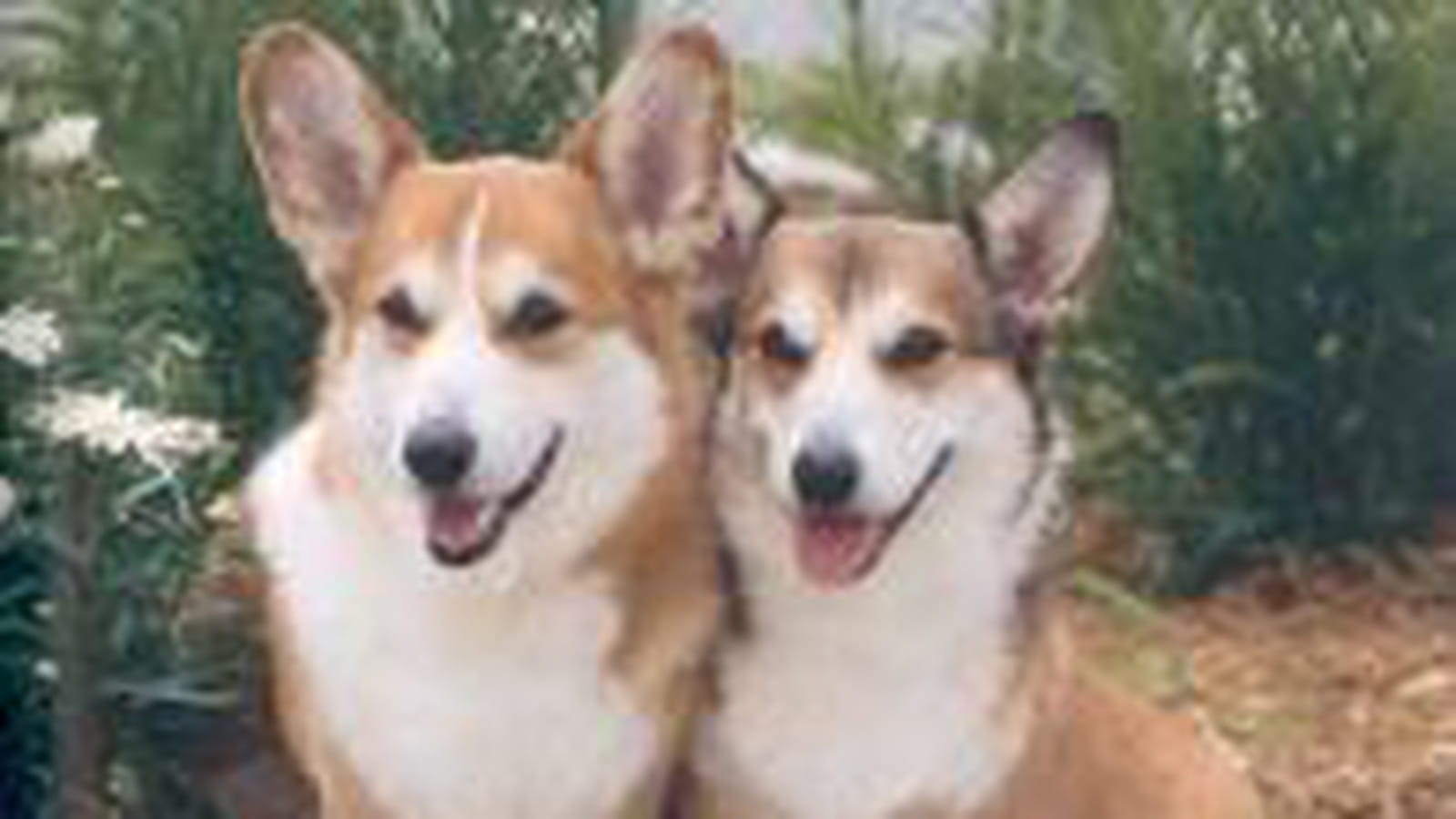 Welsh corgi pembroke