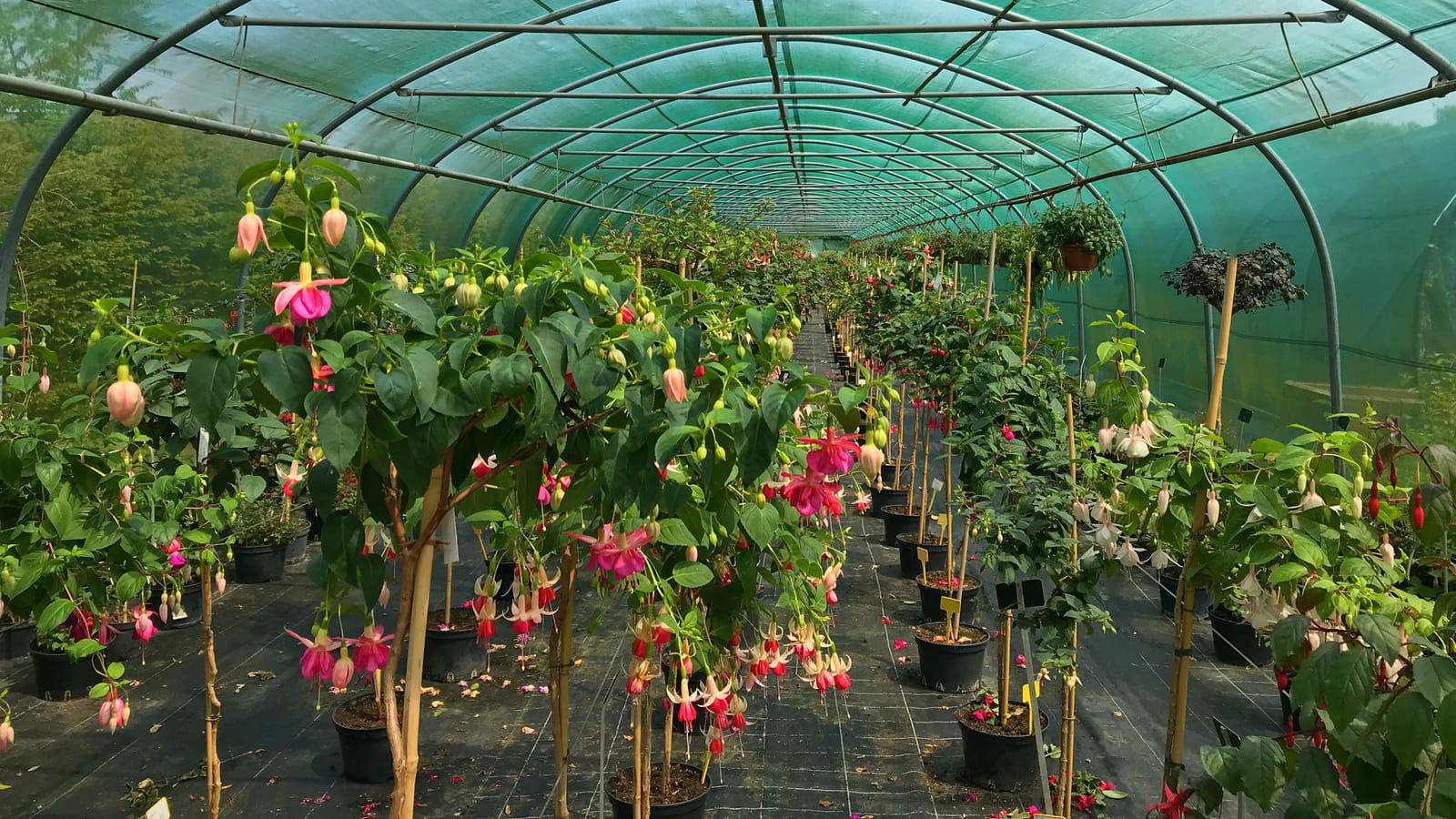 Serre de fuchsias