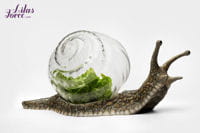 coquillejardin grandmodeleâ©lilas force aaf