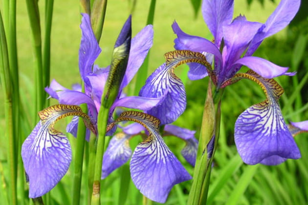 Pour l'amour des iris