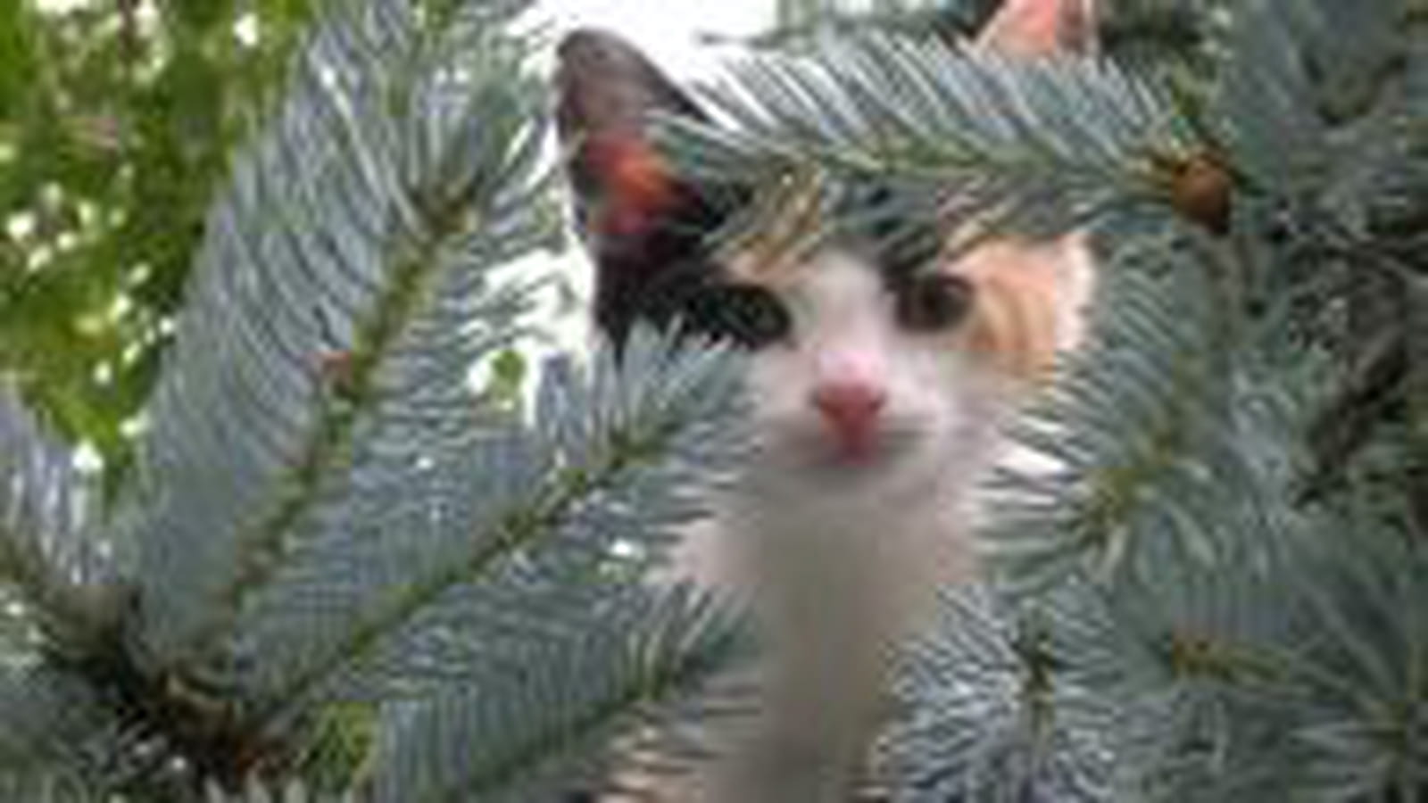 Lilly