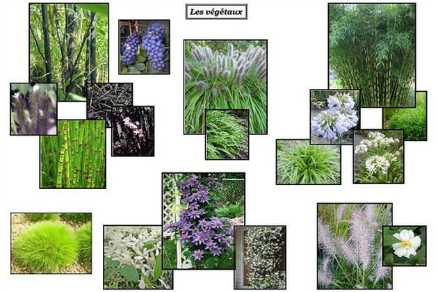 Une vaste gamme de végétaux