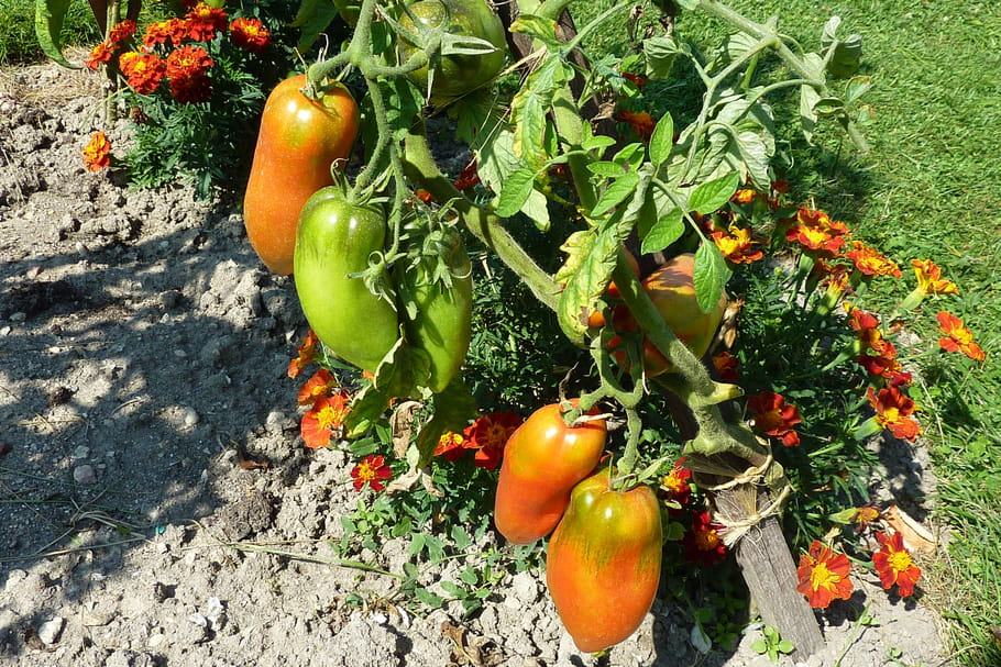 7 variétés de tomates à la loupe