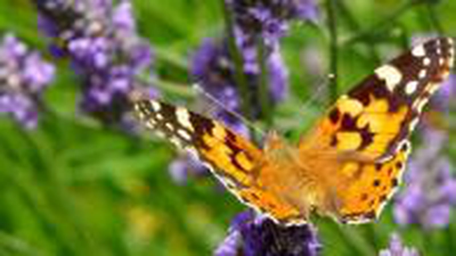 Papillon