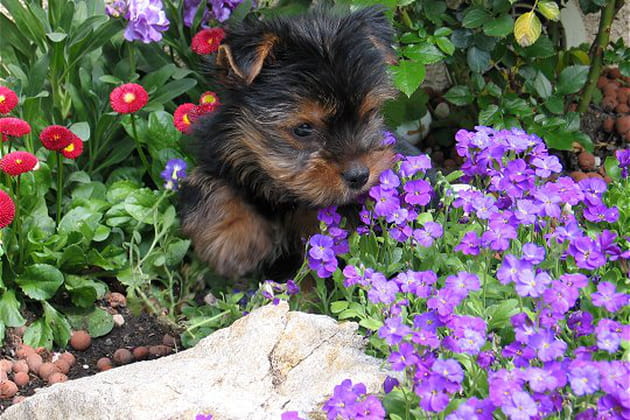 Yorkshire en pleine s&eacute;ance de jardinage