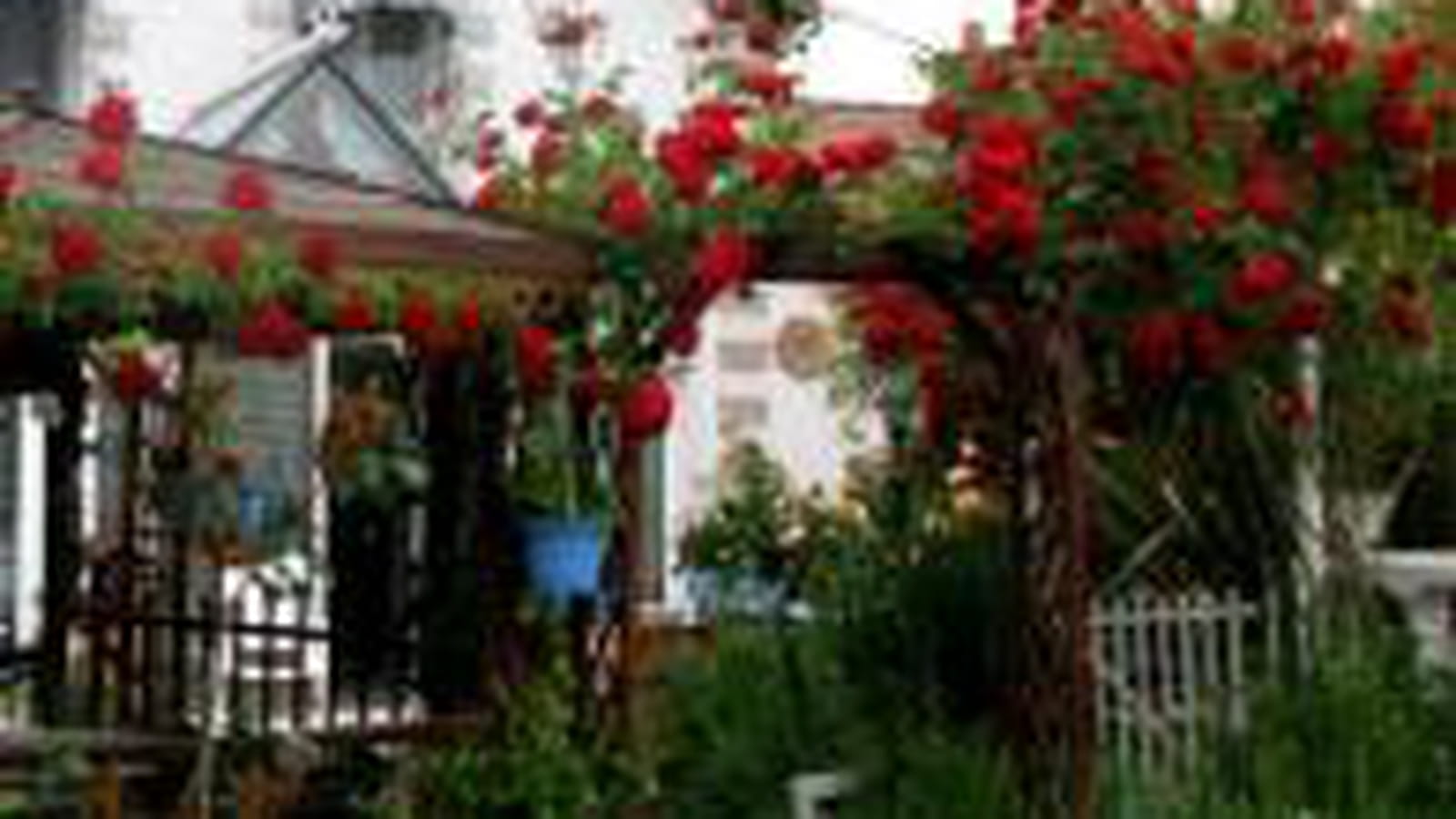 Roses rouges