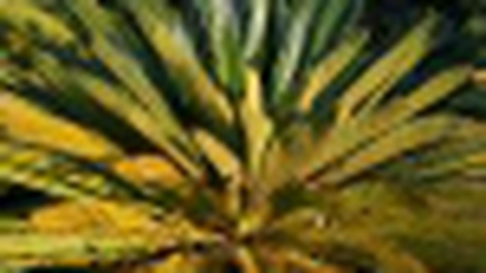 Asie subtropicale
