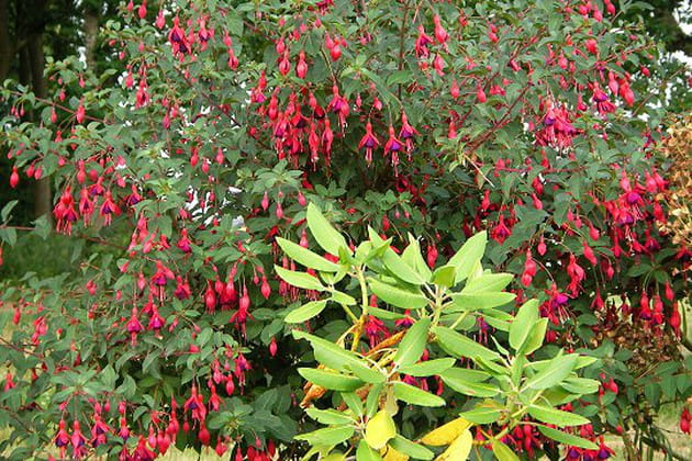 Des clochettes qui ont du charme