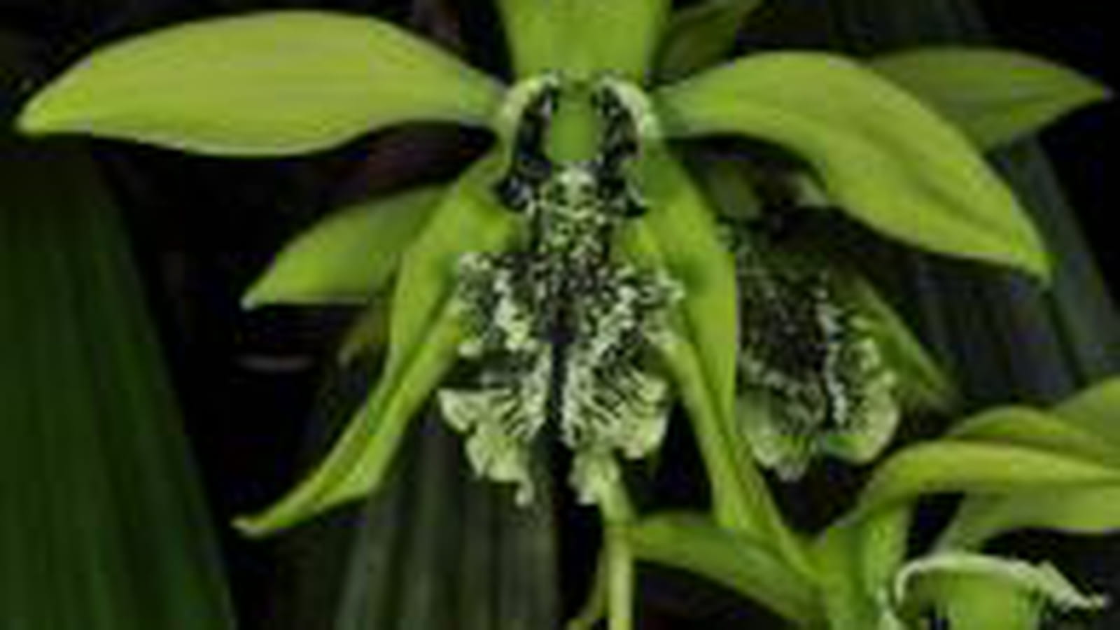 Coelogyne pandurata