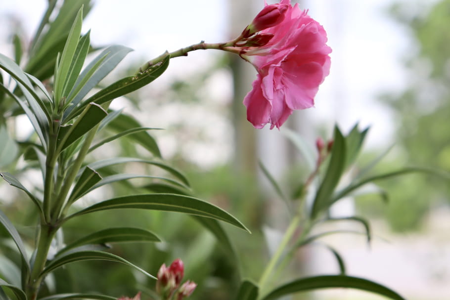 Comment faire une bouture de laurier-rose ?