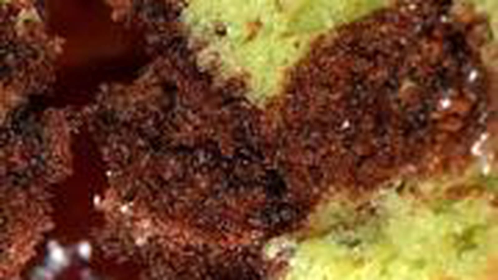 Marbré chocolat et pistache