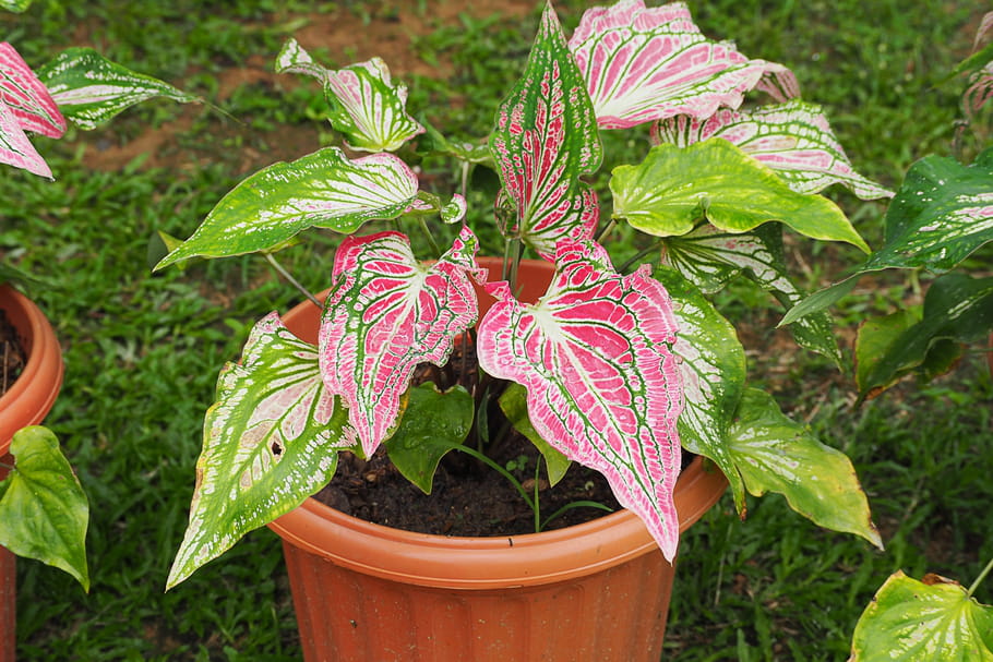 Caladium