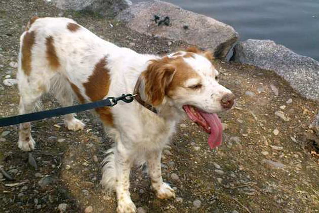 Autour de l'&eacute;tang