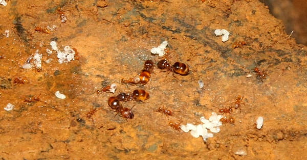 fourmi de feu / fourmi électrique